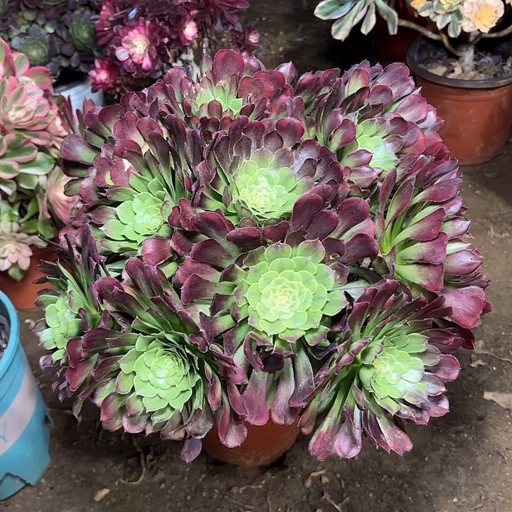 多肉植物法师冰铜27