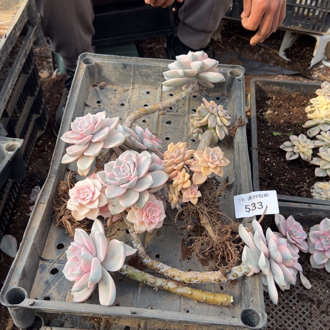 533多肉植物纤维维生素