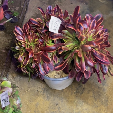 欧嘉丽多肉植物4126