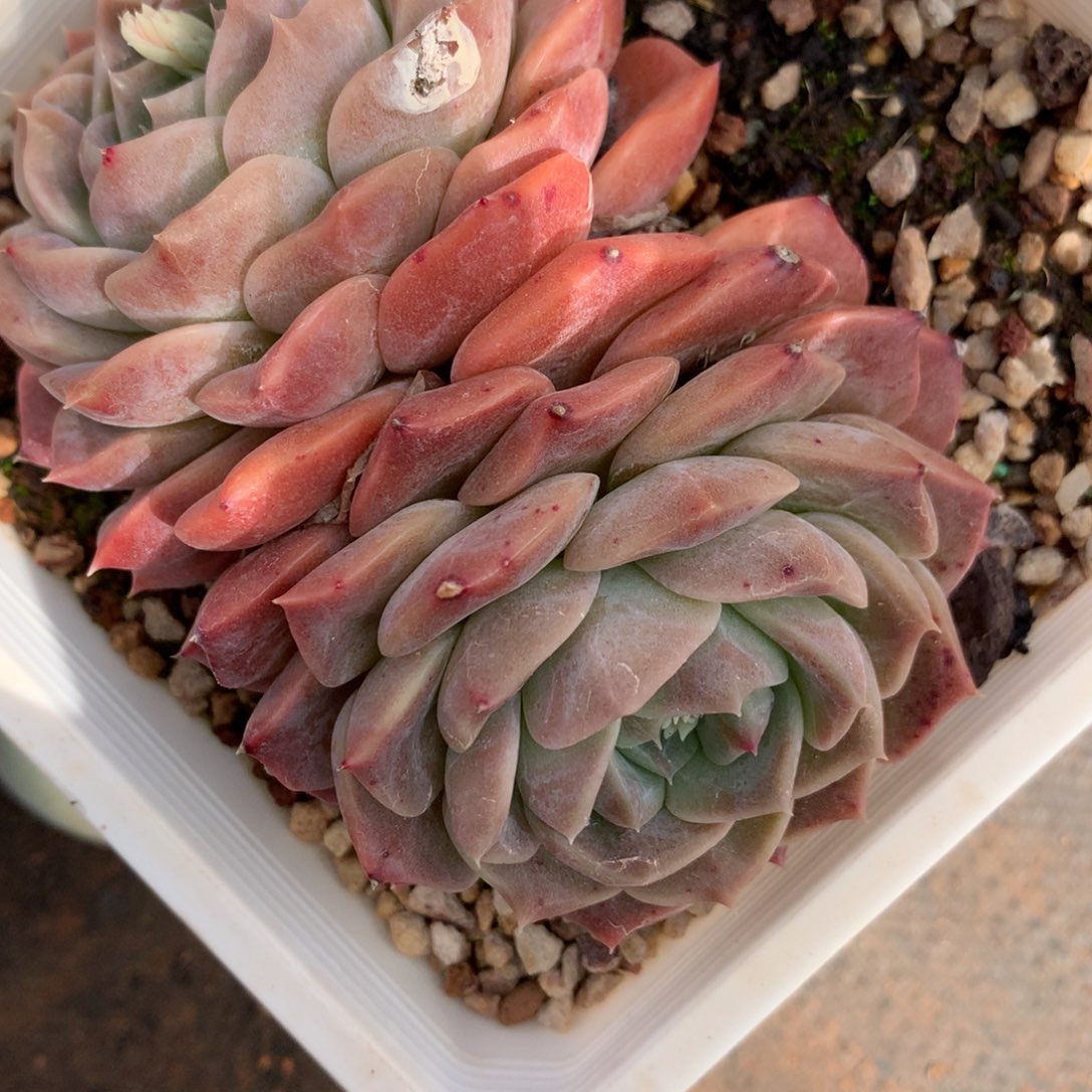 4697杂交多肉老桩