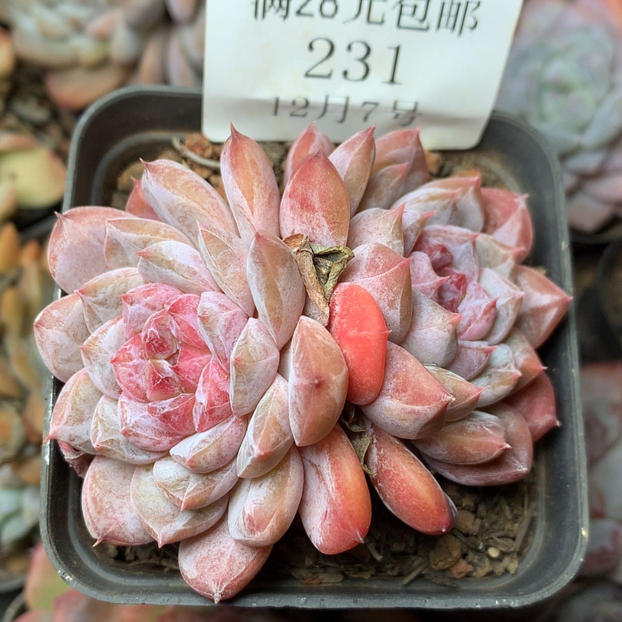 【闪购商品】云231号