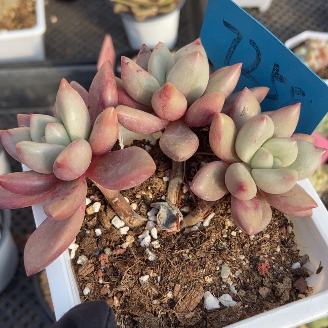 7258桃花源多肉植物保护