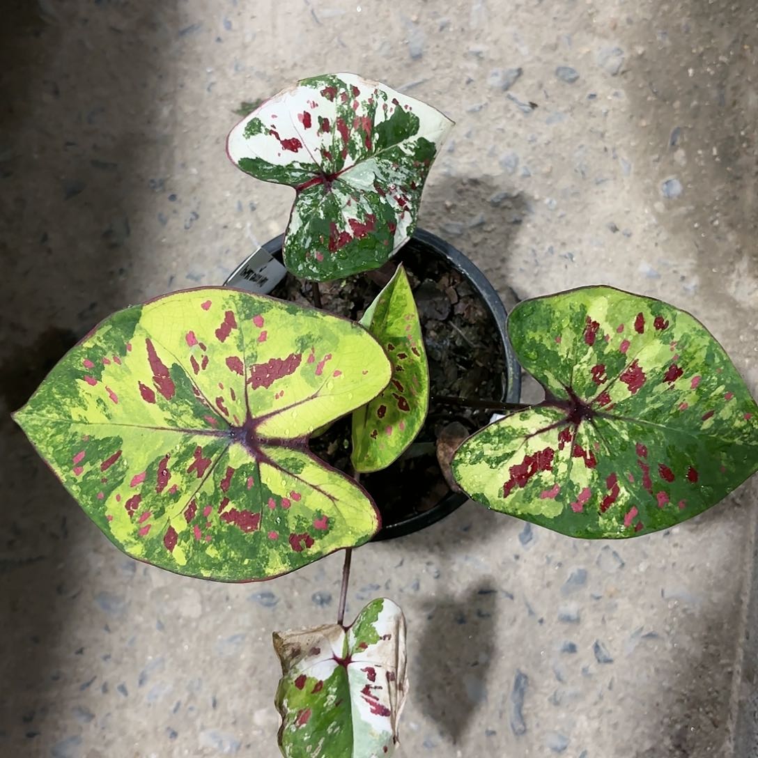 804-0117彩叶芋泰国发货