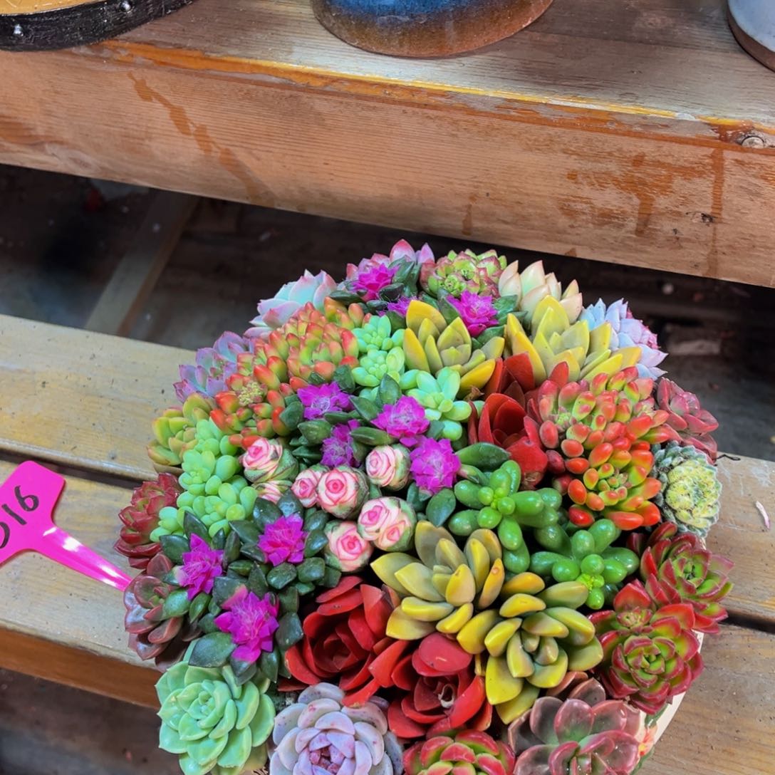 这个是真的好喜欢啊