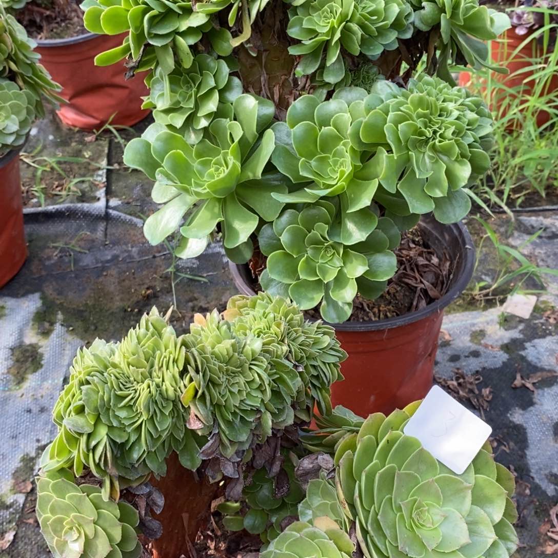 多肉植物组合拼盘3