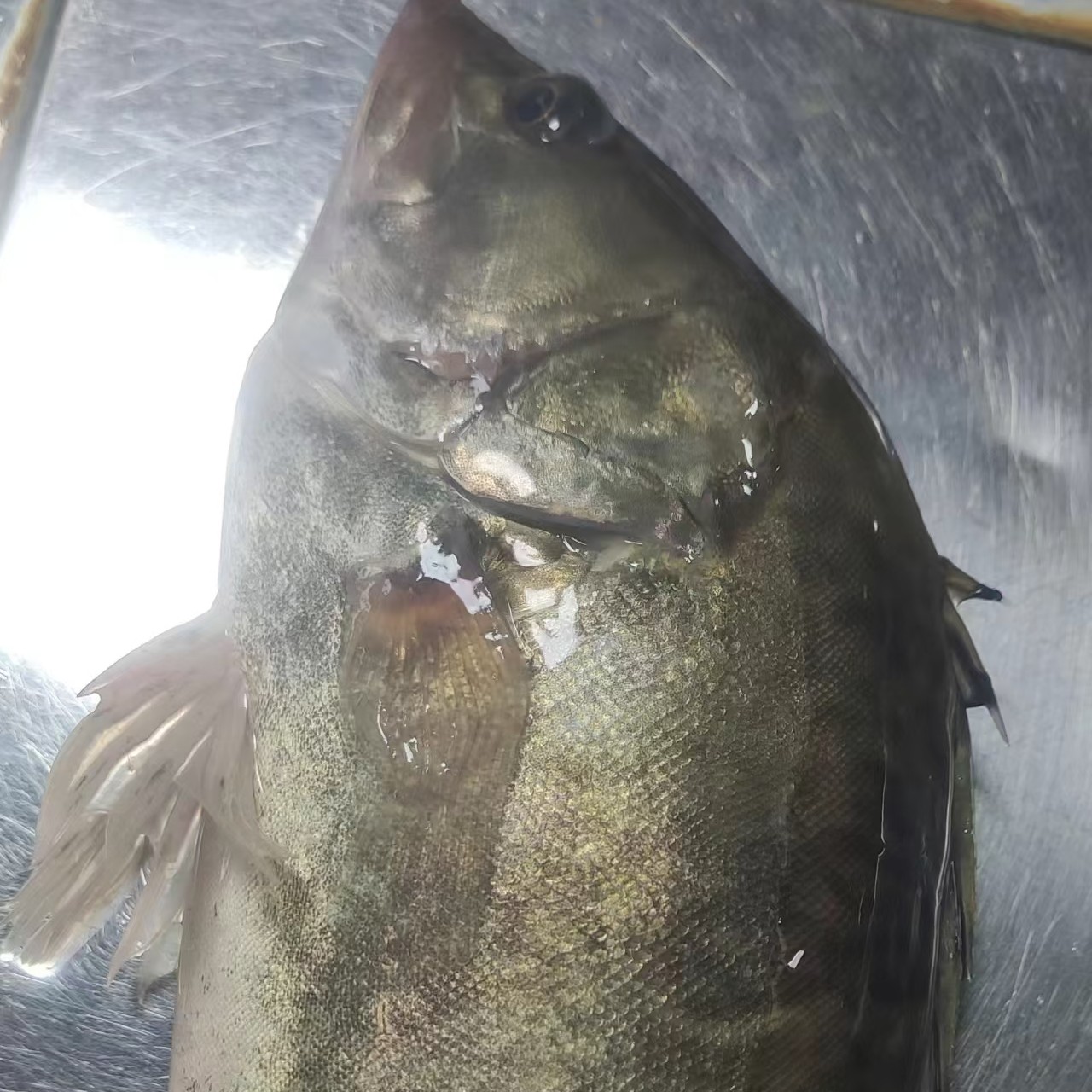 桂鱼，肉质鲜美。没有刺，红烧清蒸