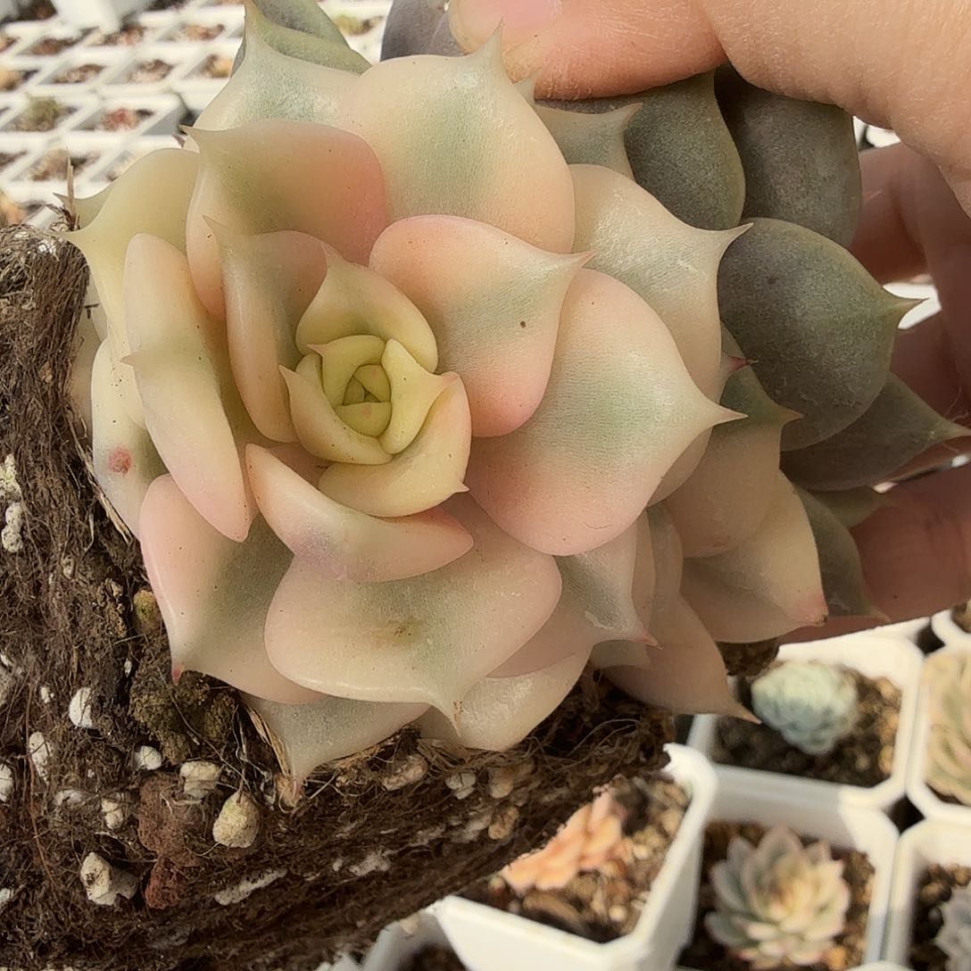 贝加尔湖锦，多肉植物