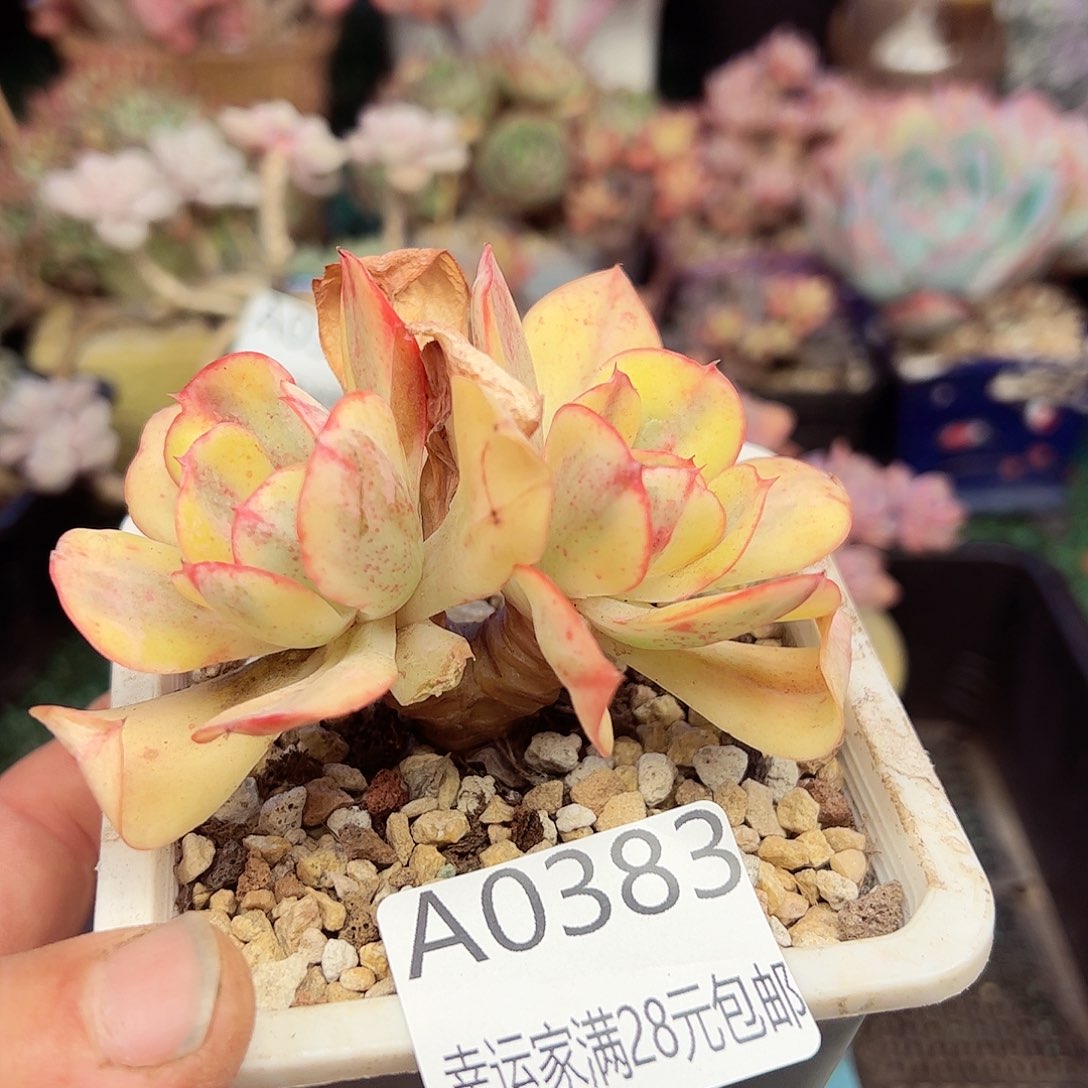 幸运的是我的朋友