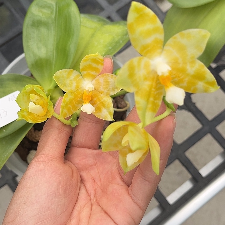 完全开放特价瑕疵苗任何原因不售后