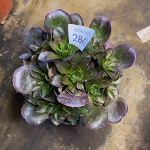 魅金玫瑰多肉植物2842