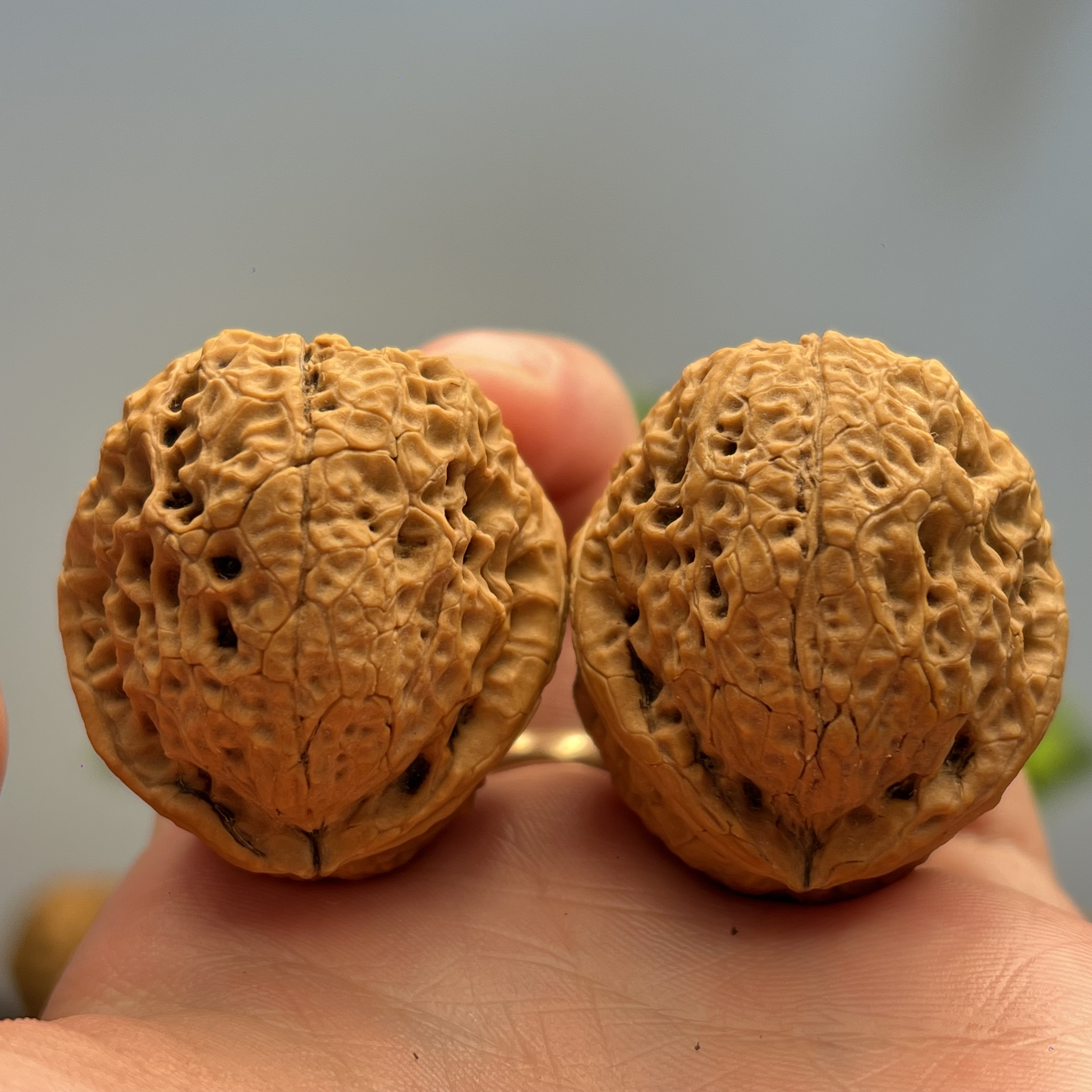 41mm铁南疆龟背-云南铁核桃一物一图产地直发