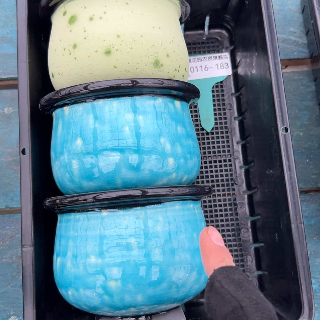 多肉精选编号0116.183