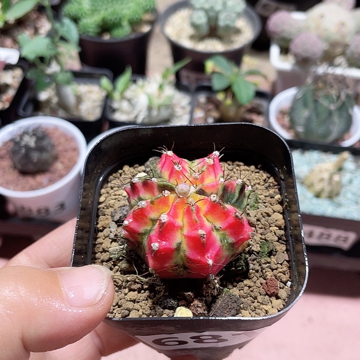 681花蝴蝶牡丹锦