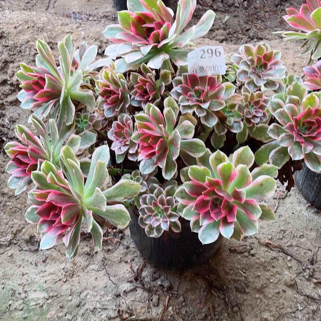 无花朵多肉植物296