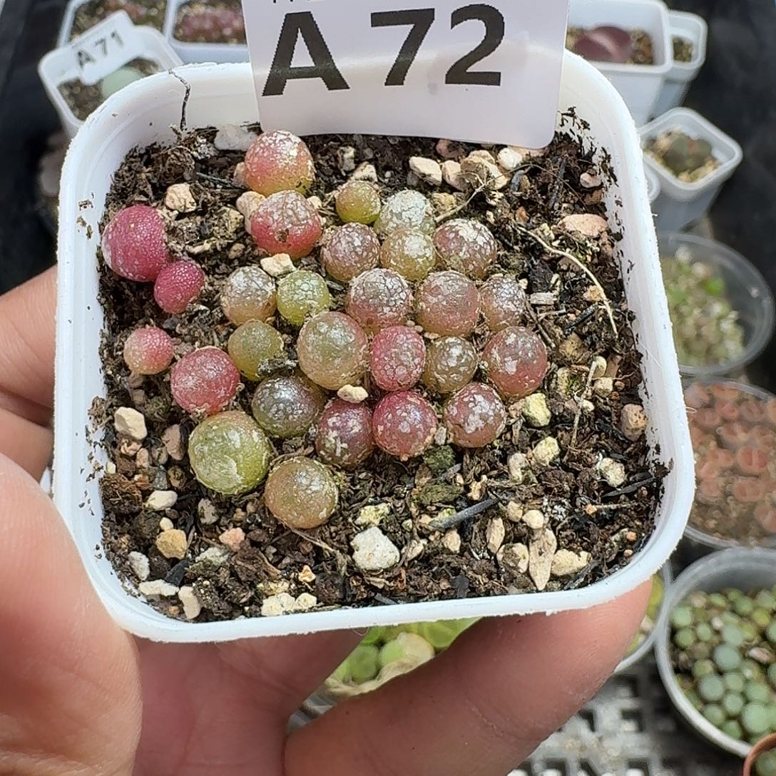 72多肉植物多肉植物