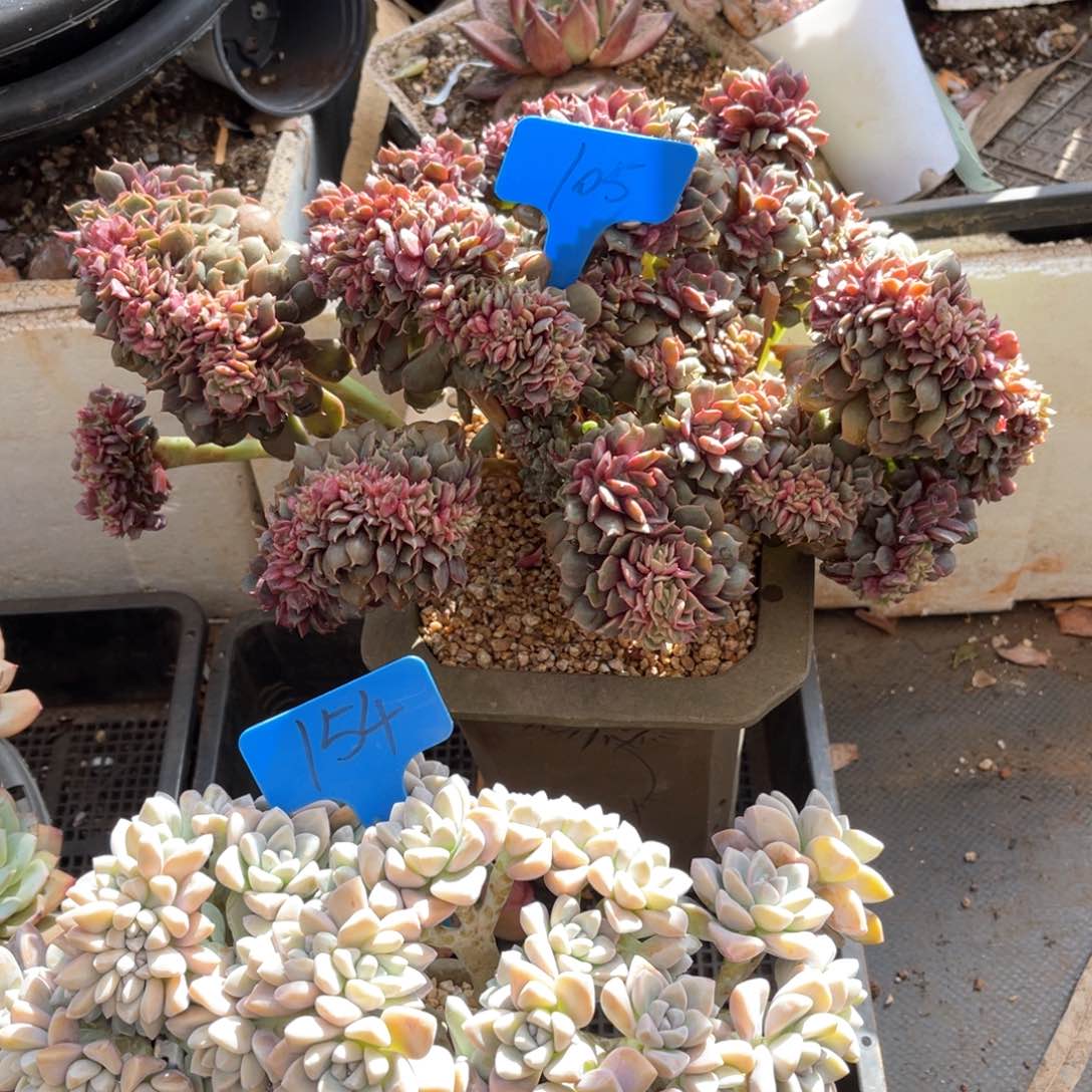 丽*梦105大红袍缀化多肉