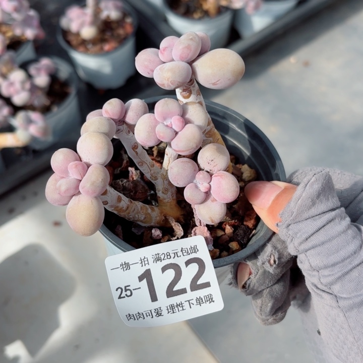 腰子蛋无盆土发货无盆土