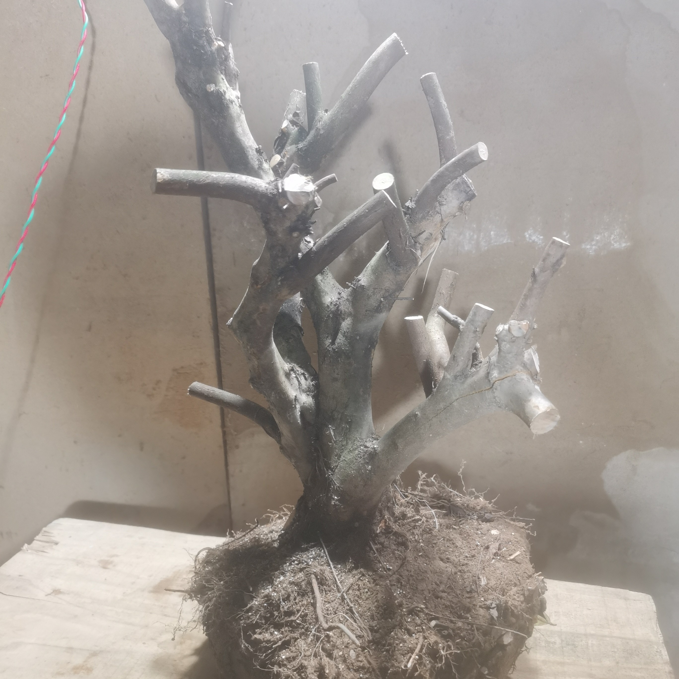 杜鹃各形号，品种，价格17347771087.002