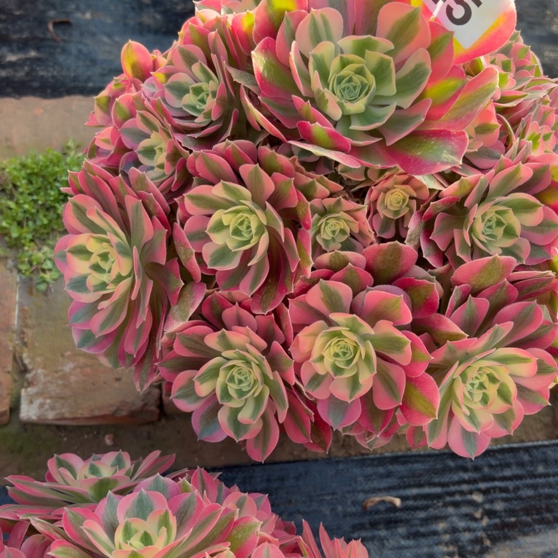 G***光粉女巫福利745肉肉不周正