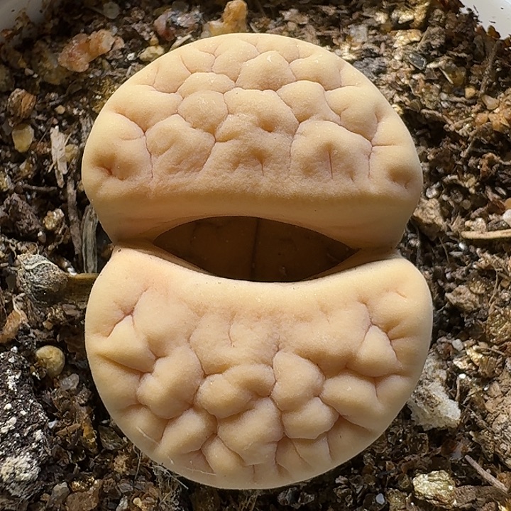 生石花111122。  223