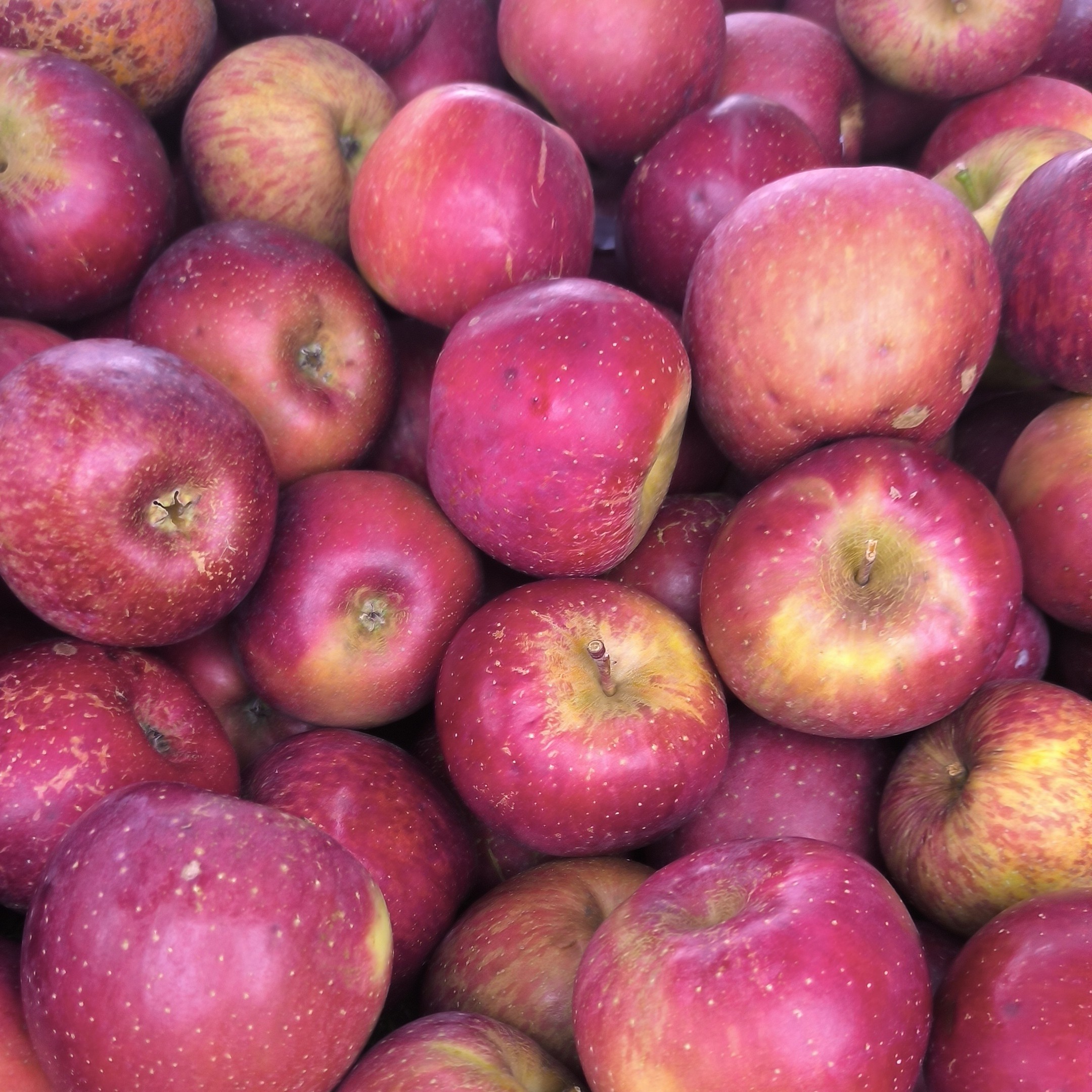 线上散称一米-果-菜