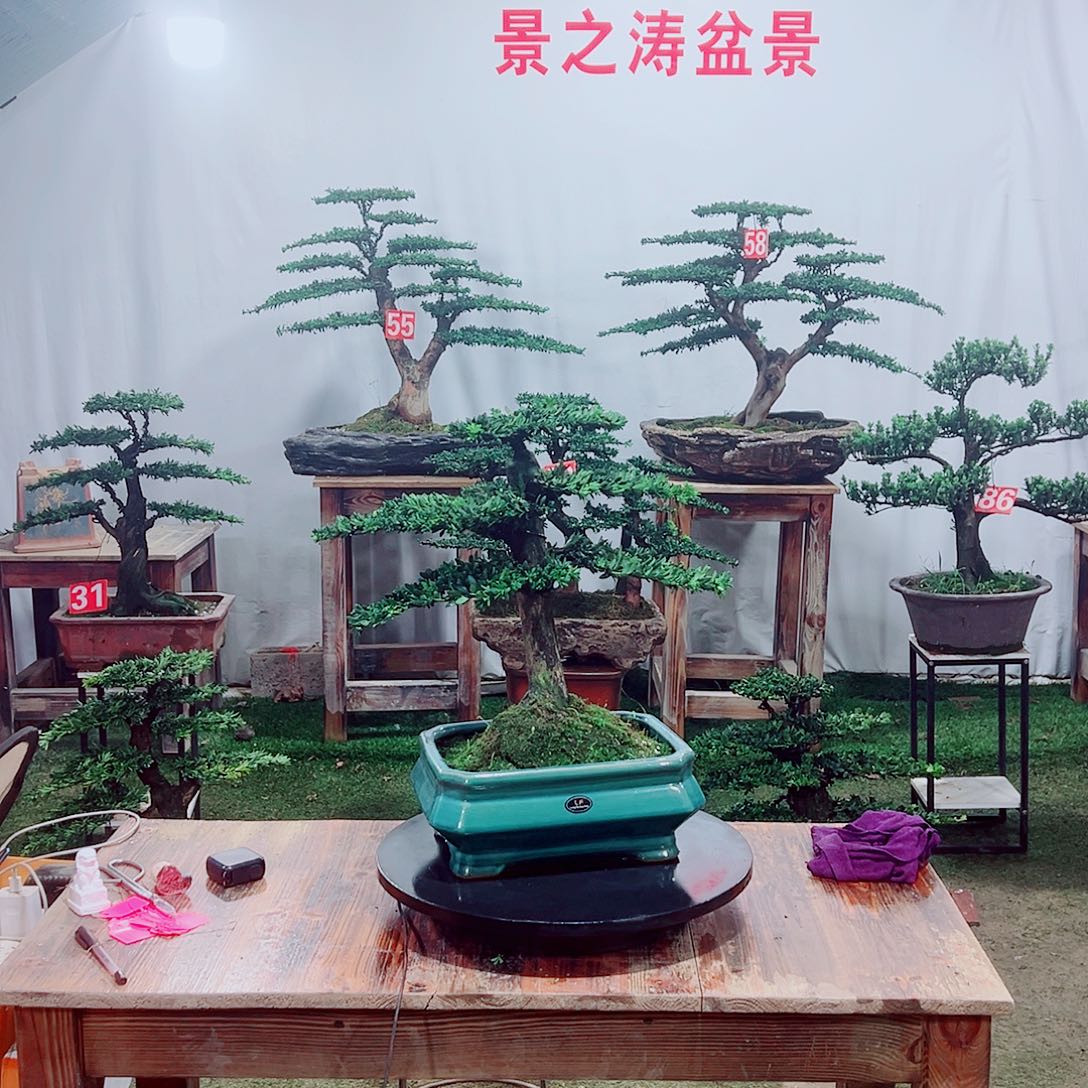 无花朵红芽罗汉松（一景一拍）