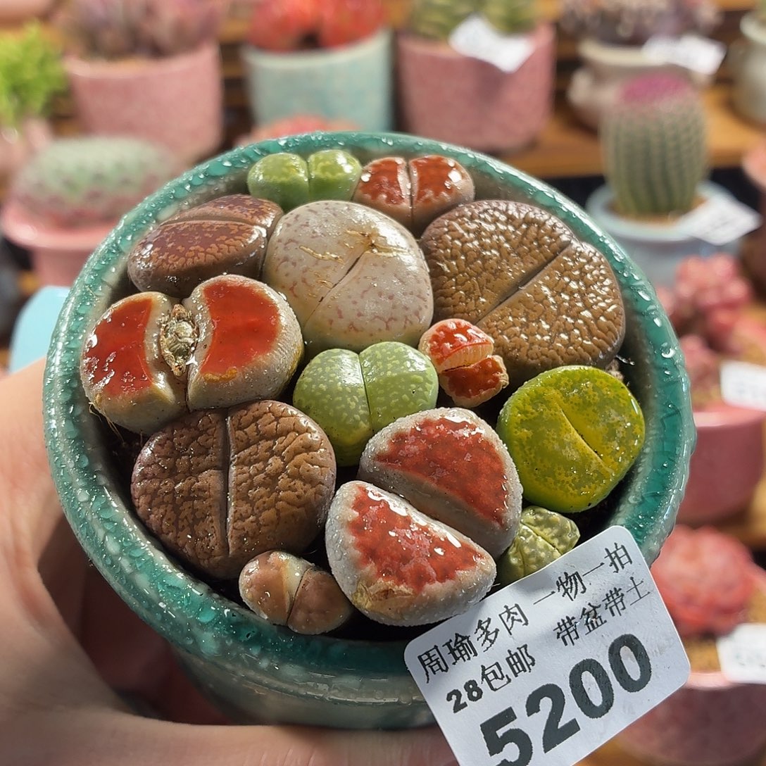 5厘米盆精控多肉5200