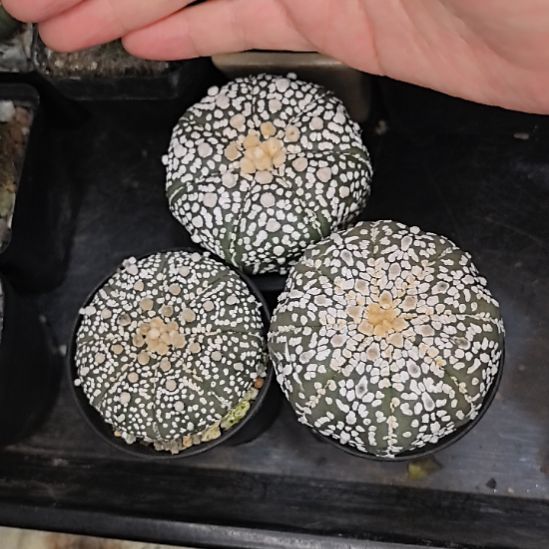 【组合2】实生超兜直径5.5三个带盆带土