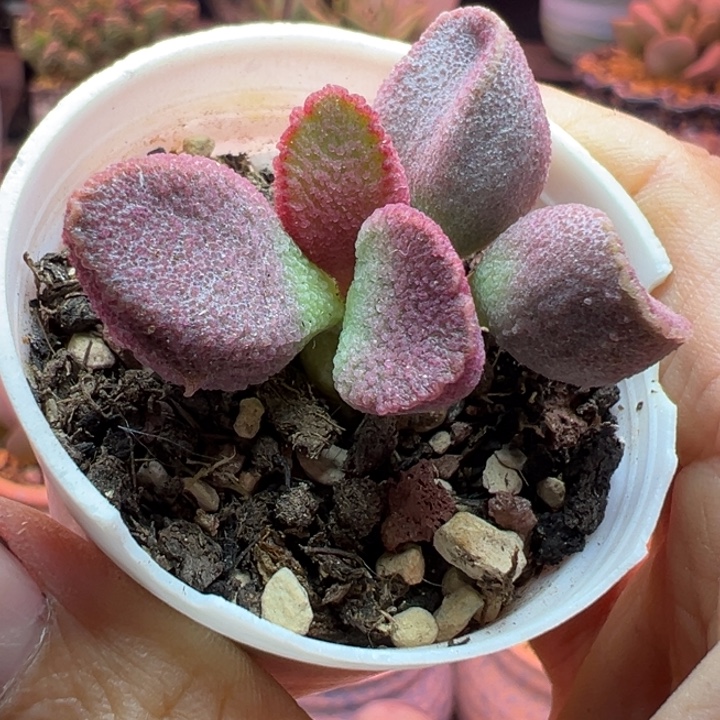 ℡***₎吉祥如意的一天从早上开始