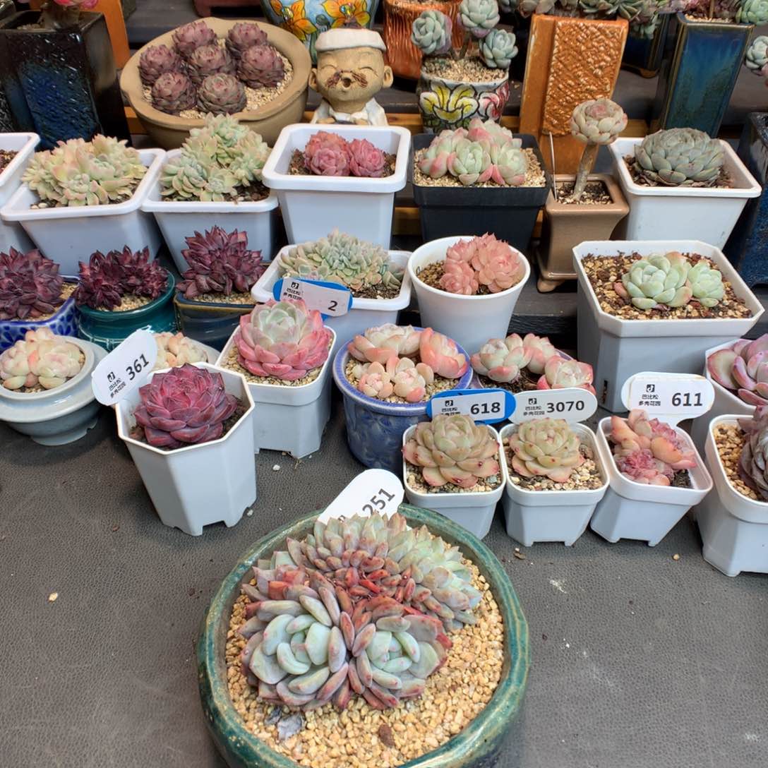 反*序251 特价橙子缀默认摘心