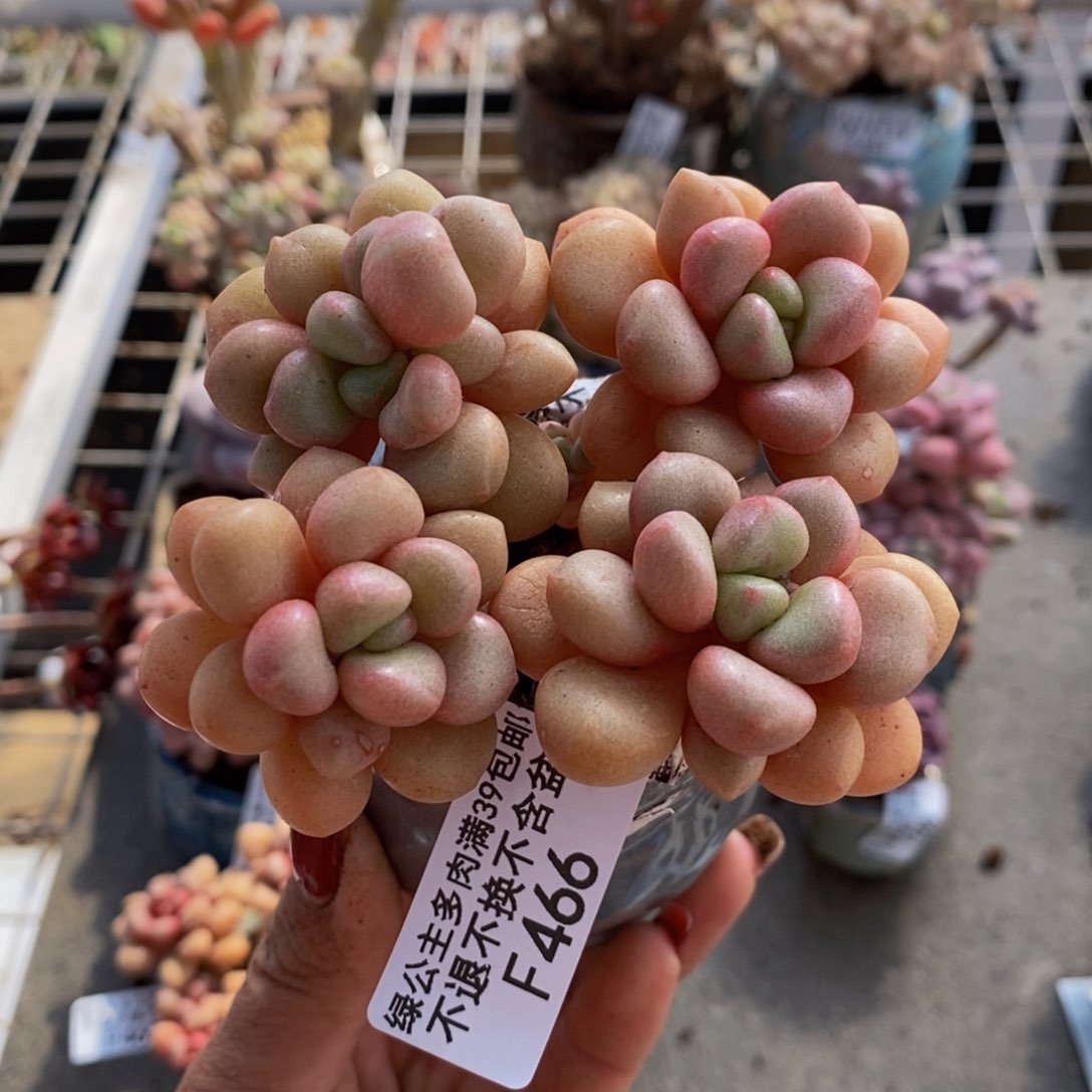 先锋派466/7cm多肉