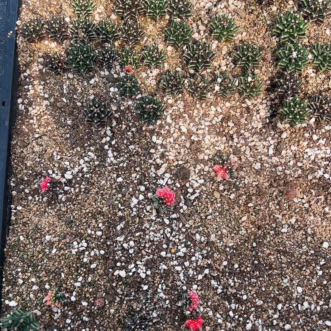 当前无花栽培后可以开花630