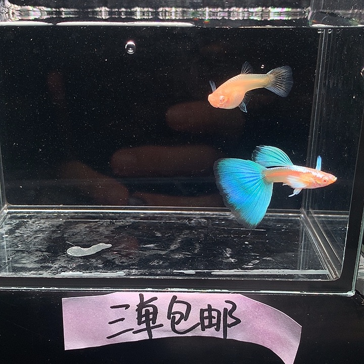 孔雀鱼蓝白飞船一对