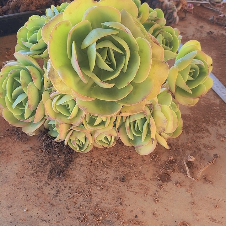 大碧桃立刻脱头目咯