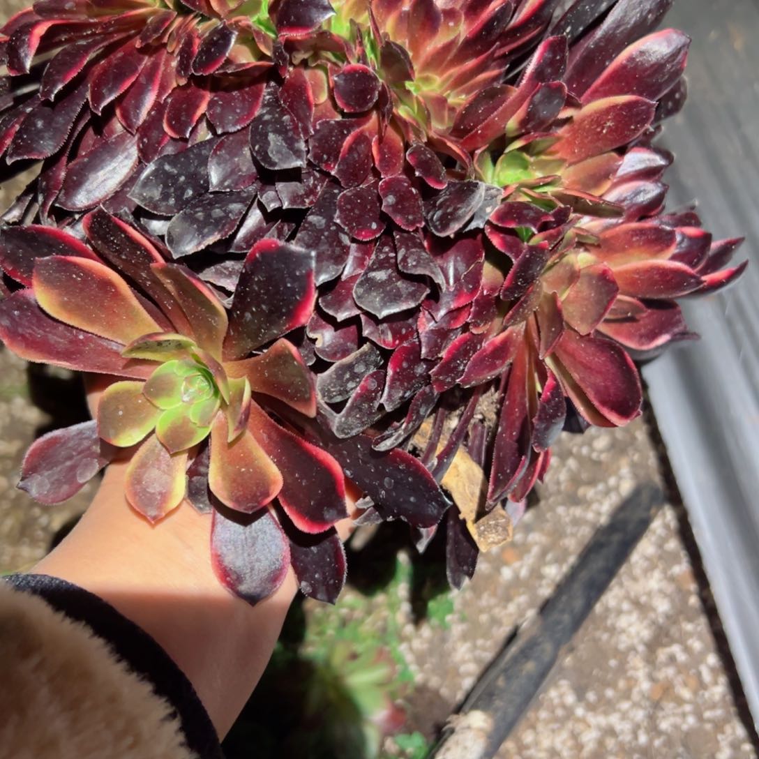 947 号多肉植物法师