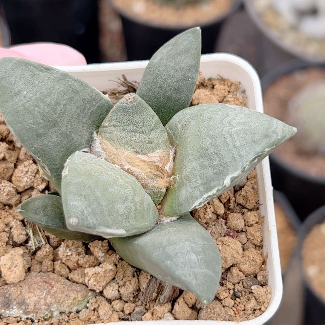 实生 青瓷牡丹仙人球