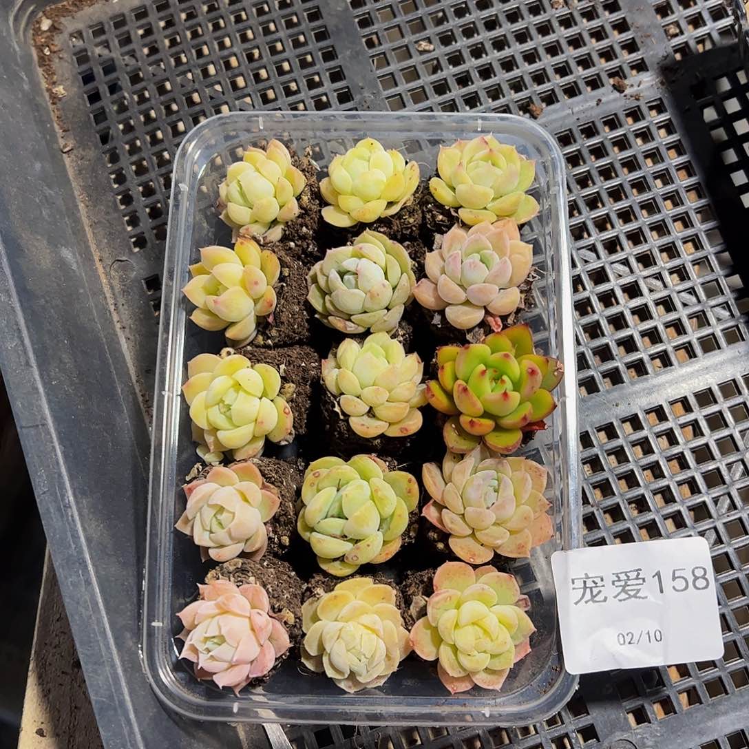 直播福利一物一拍158