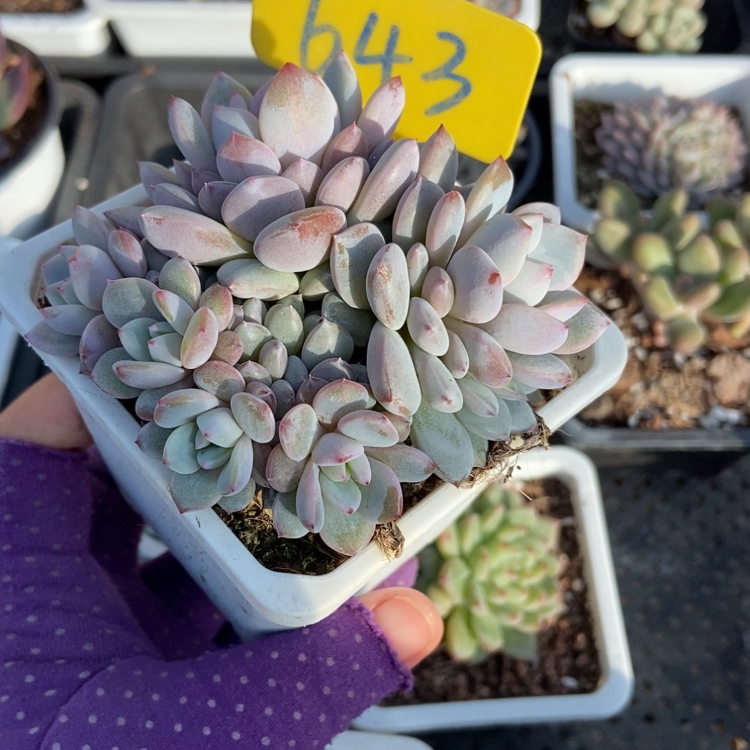 643玉芙蓉6头多肉植物