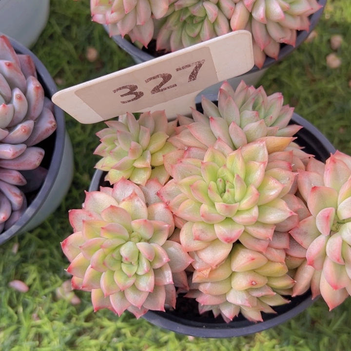 健健康康平平安安