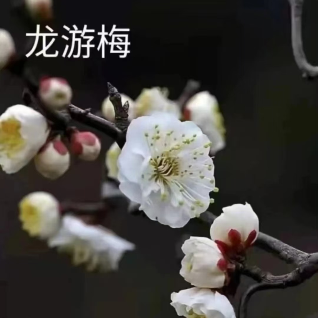原生无嫁接龙游梅梅花盆景老桩
