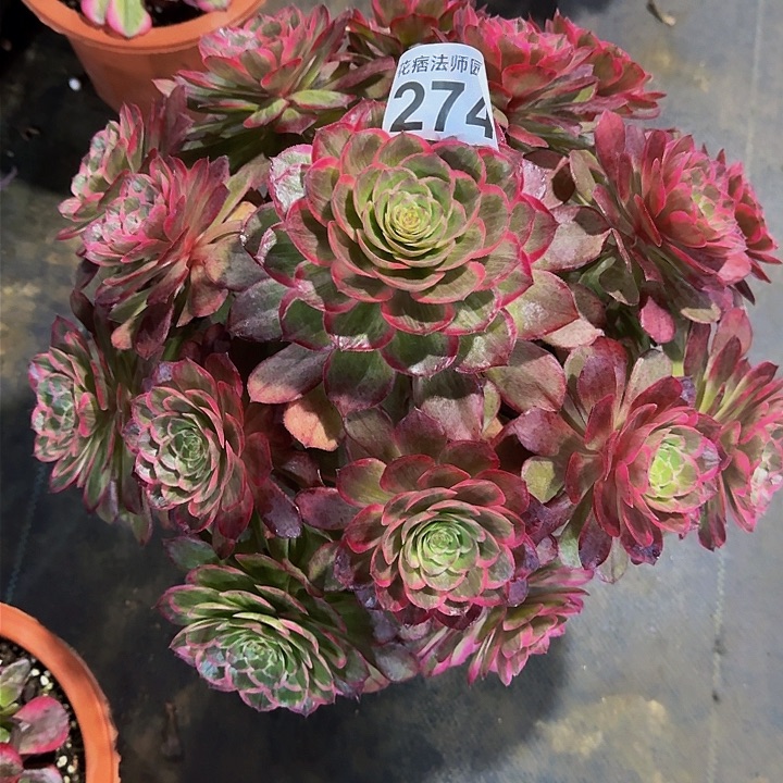 红陶莲花座274000