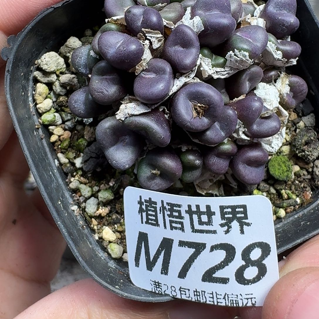 多肉植物的人啊fgb