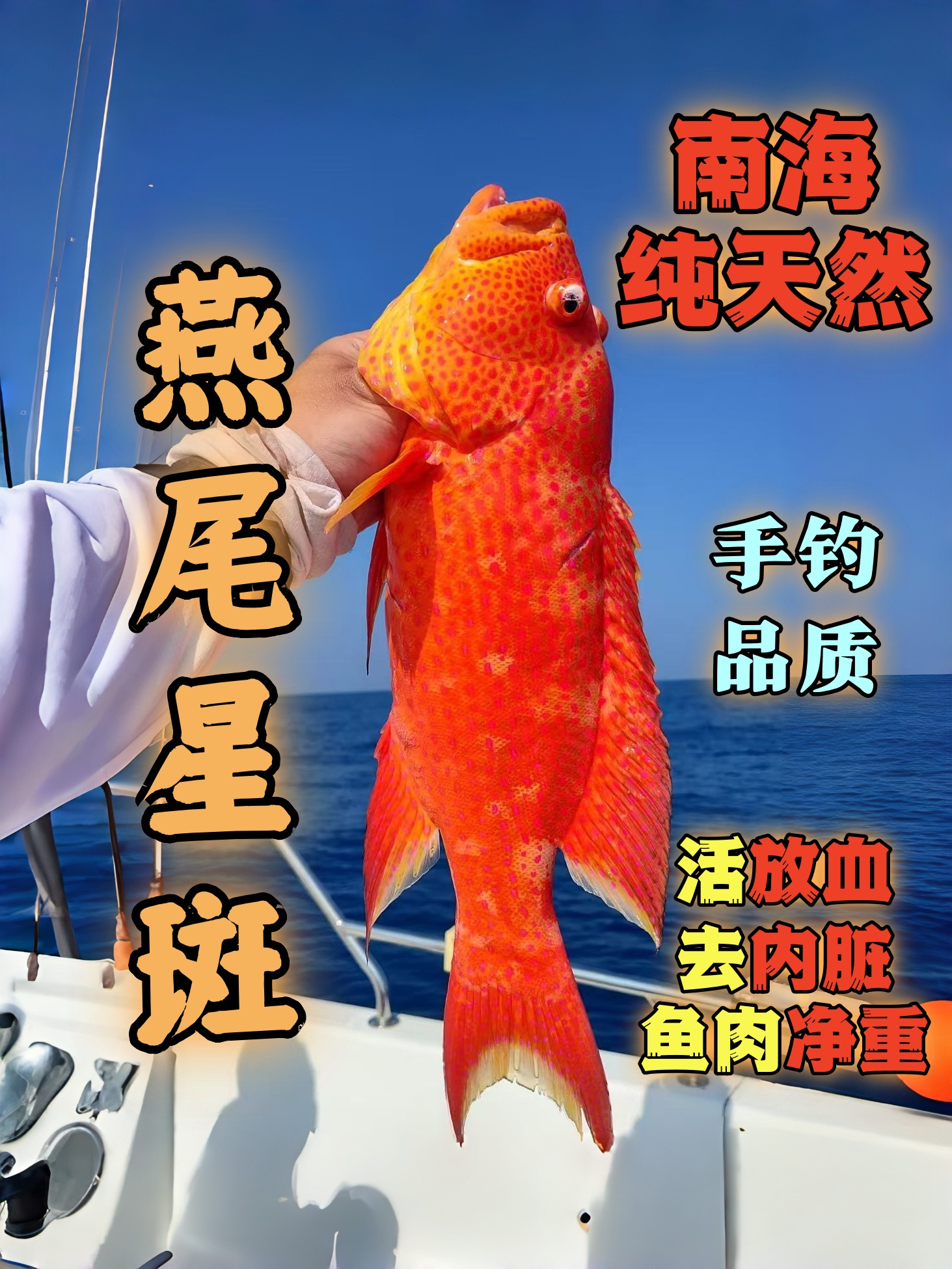 海南本港新鲜燕星斑燕尾斑鱼顺丰冷链发货急冻锁鲜燕尾东星斑