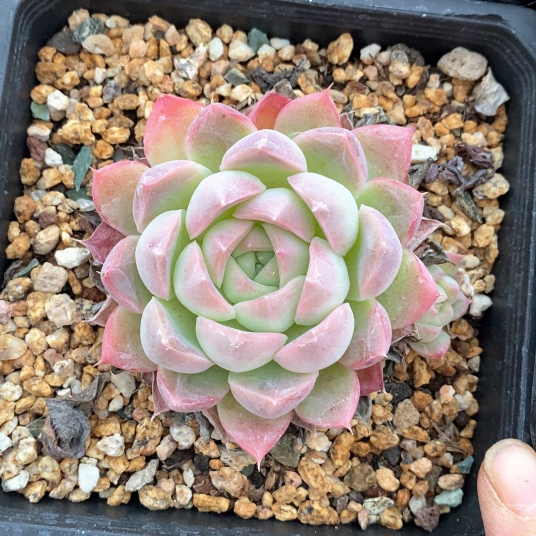 精品多肉一物一柏不包整379