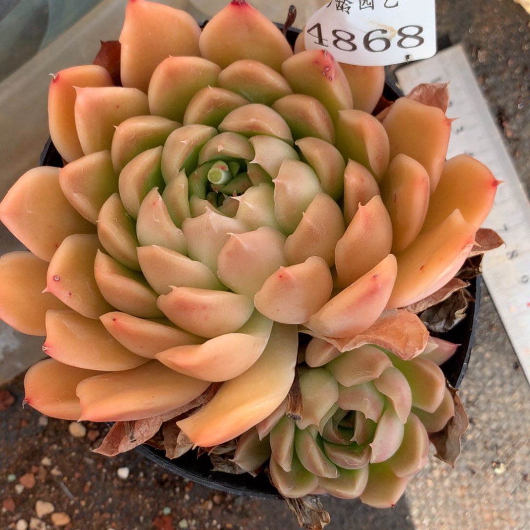 4868杂交多肉植物