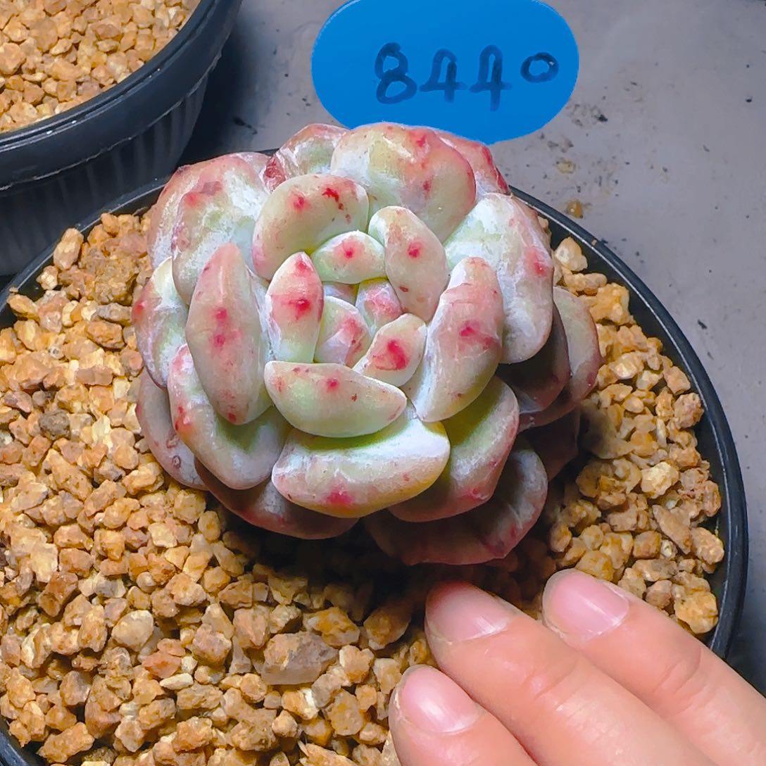 空*。橙梦露石化8440号