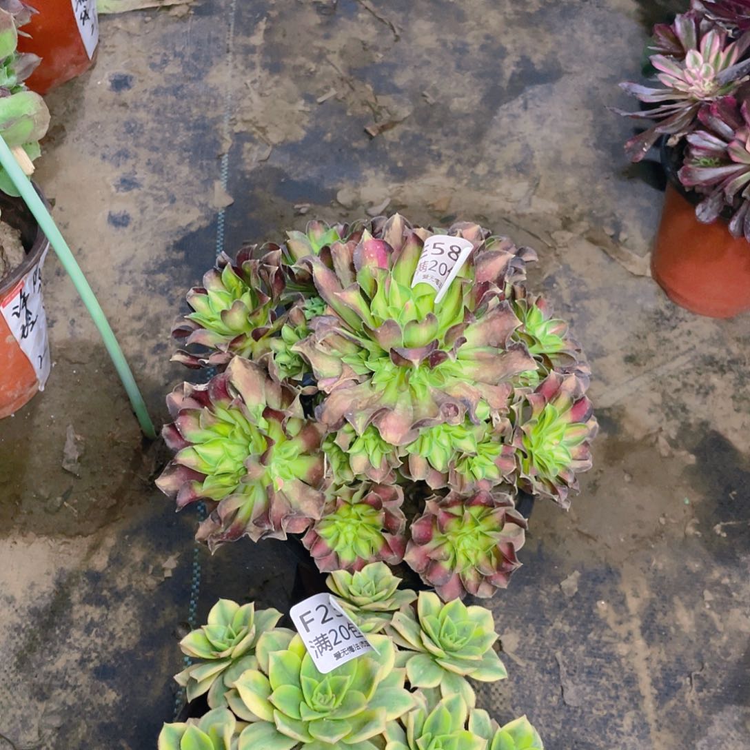 581组合多肉法师