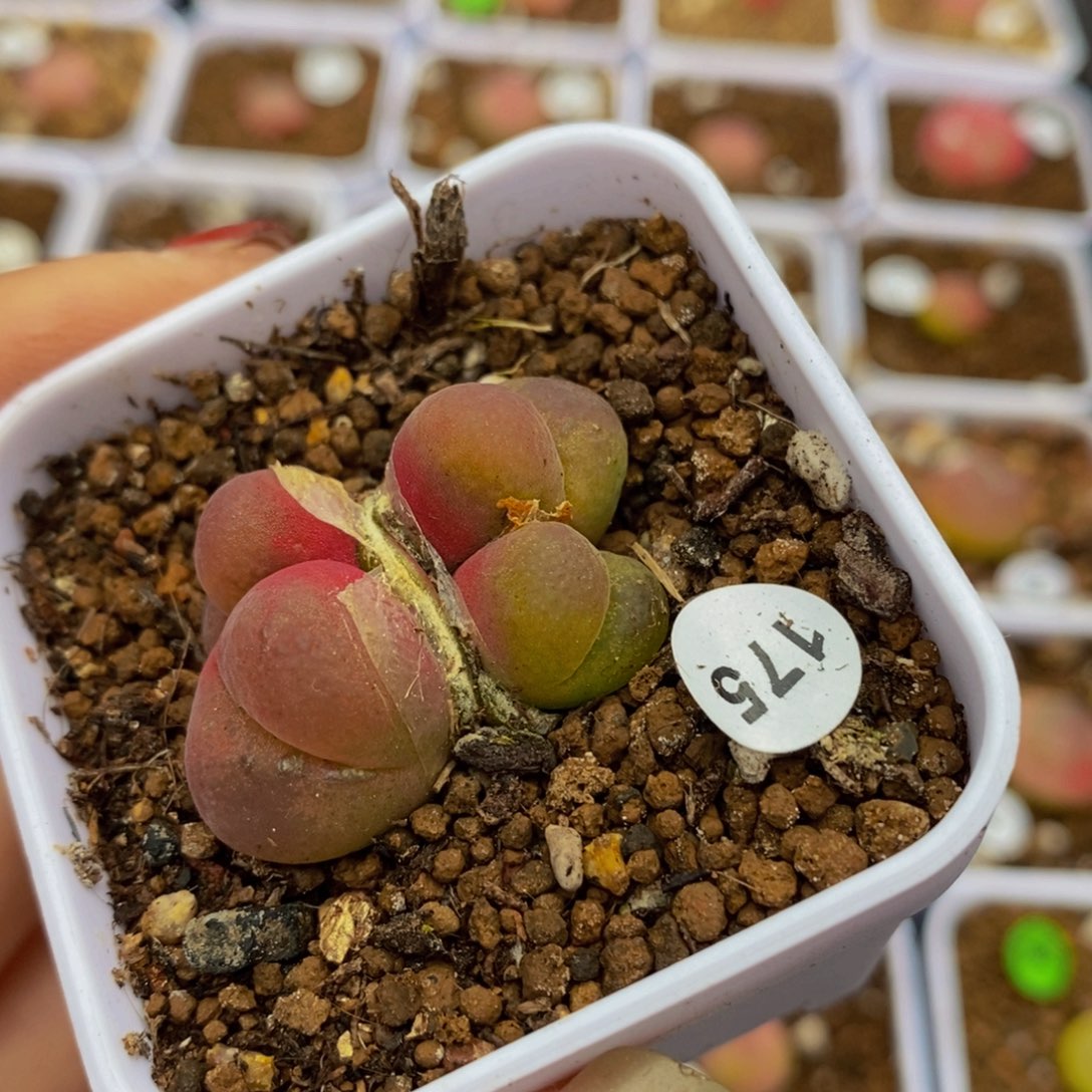 4头（多肉植物175