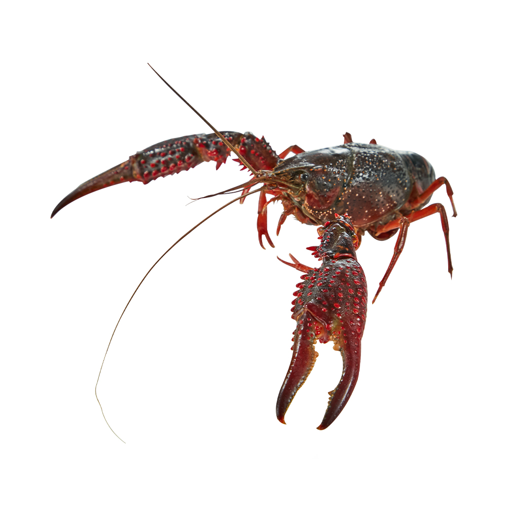 鲜活 大号深水小龙虾(6-8钱) 散称