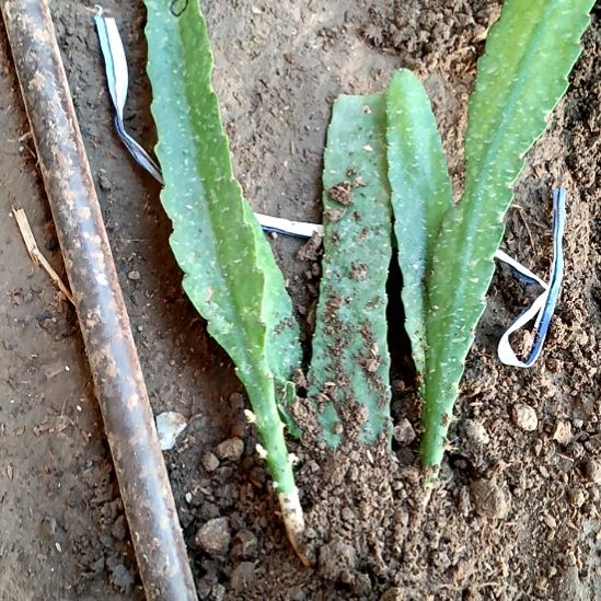 花***粉完全开放令箭何花东北小粉